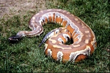 Blood Python