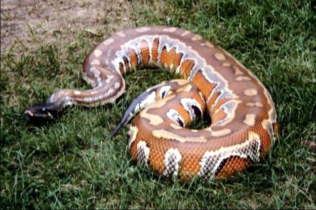 Blood Python