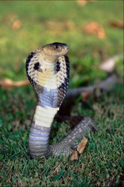 Cobra