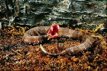 Cottonmouth