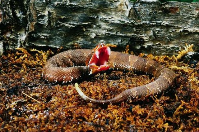 Cottonmouth