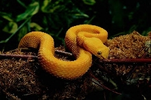 Golden Eyelash Viper