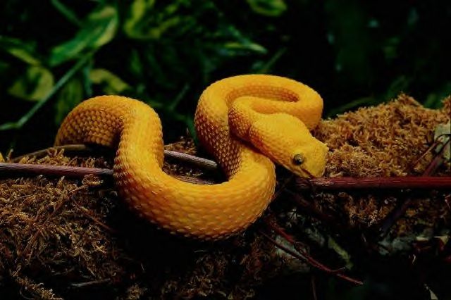 Golden Eyelash Viper