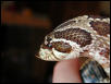 Female hognose