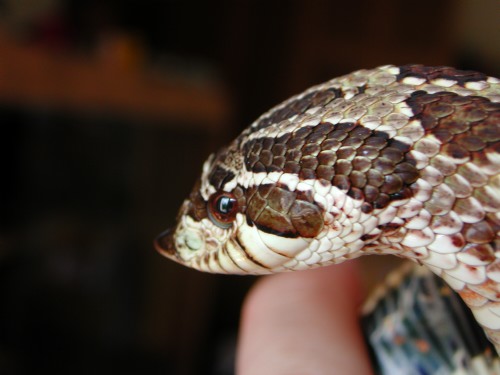 Female hognose