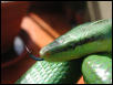 oxycephala
