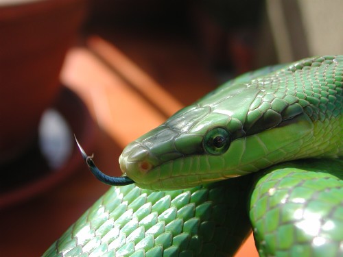 oxycephala