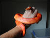 cb 2000 male corn