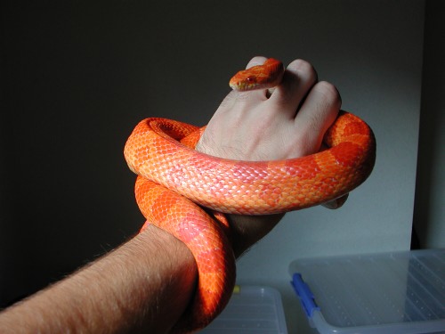 cb 2000 male corn