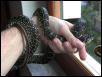 Coluber hippocrepis