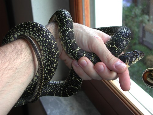 Coluber hippocrepis