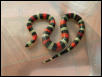 pueblan female