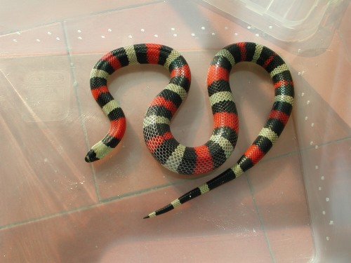 pueblan female