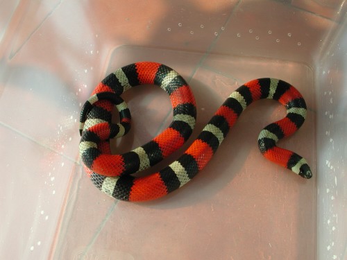 pueblan male