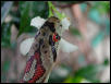 Flower head
