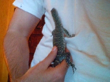 Nile monitor