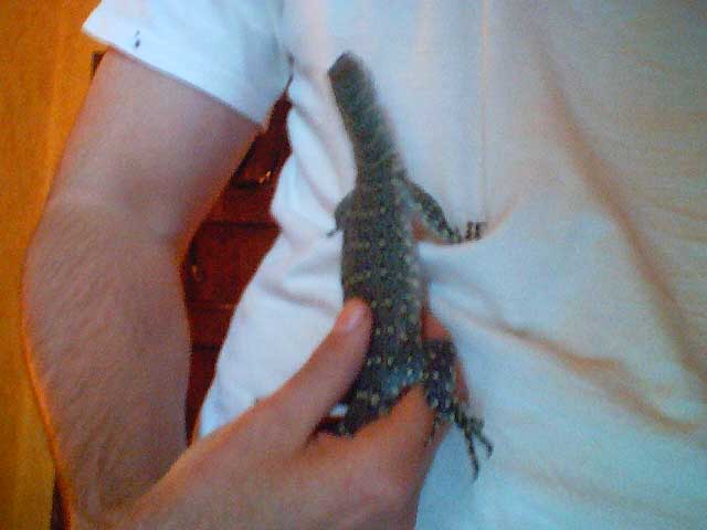 Nile monitor