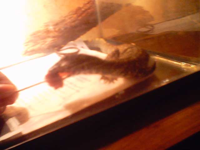 Nile monitor