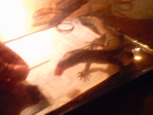 Nile monitor