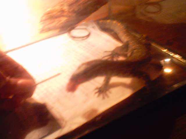 Nile monitor
