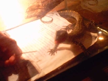 Nile monitor