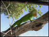 green iguana