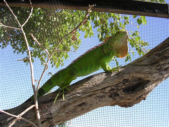 green iguana