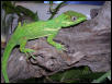 knight anole