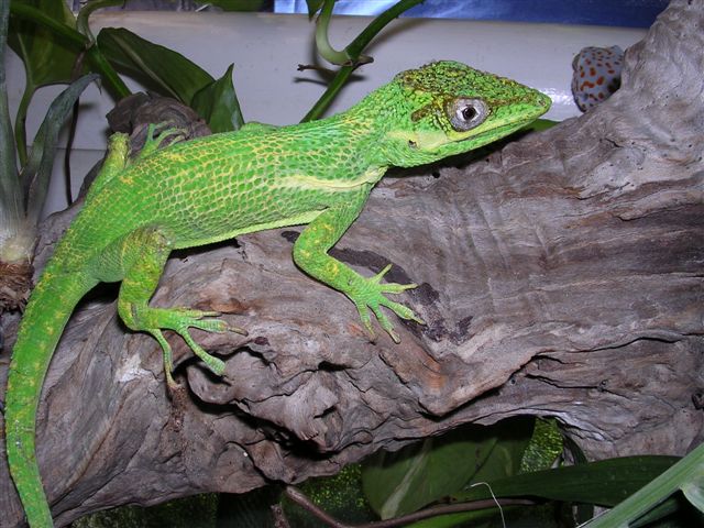 knight anole