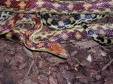sonoran  gopher snake
