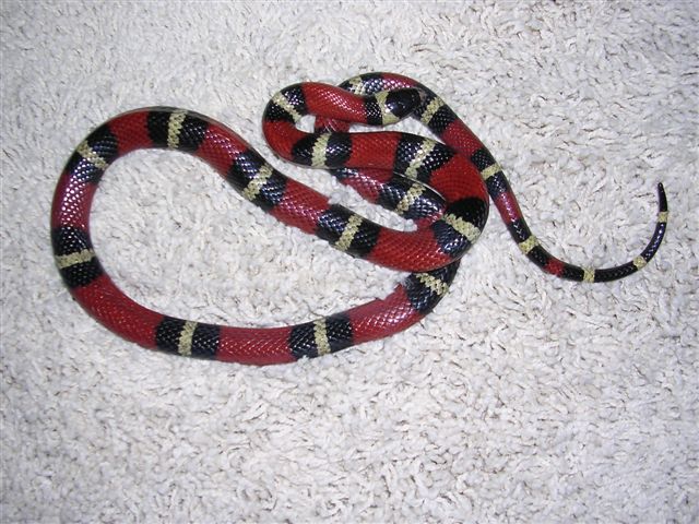 can anyone identify this snake?