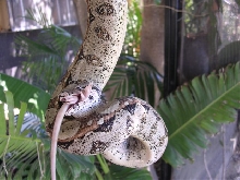 hanging out eating a nice rat!