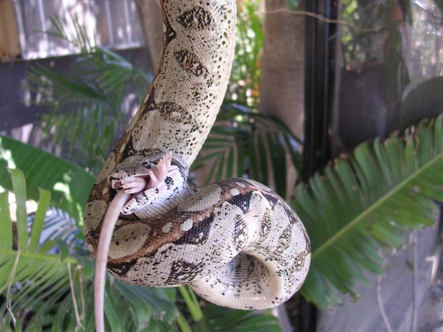 hanging out eating a nice rat!