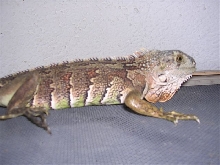 can anyone identify this iguana?