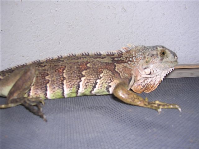 can anyone identify this iguana?