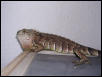 can anyone identify this iguana?