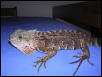 can anyone identify this iguana?
