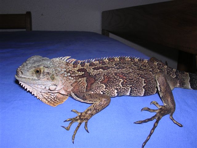 can anyone identify this iguana?