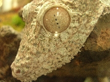 close up of my U. fimbriatus