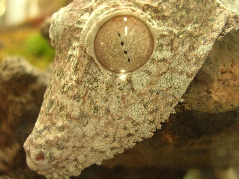 close up of my U. fimbriatus