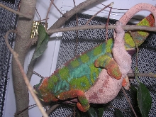 ambilobes mating