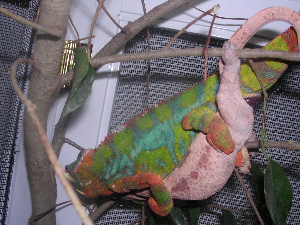 ambilobes mating