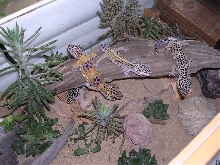 all my leos