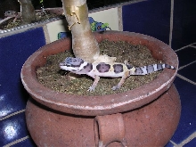 my only gecko I've ever hatched