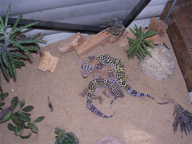 some of my leos