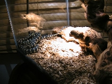 Enclosure