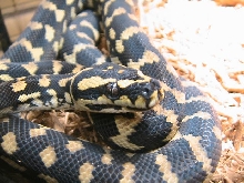 About to shed