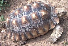Sulcata
