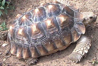 Sulcata