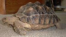 Sulcata (Franklin)